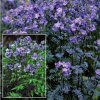 Polemonium Yezoense Purple Rain Strain